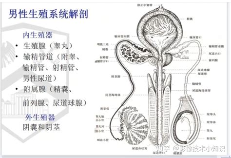 男人生殖|人體解剖學/男性生殖系統